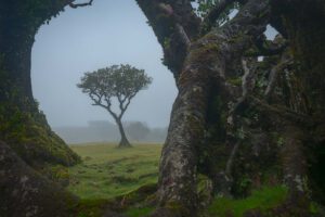 Lorbeerbäume im Wald von Fanal auf der Insel Madeira