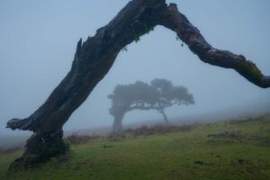 Lorbeerbäume im Wald von Fanal auf der Insel Madeira