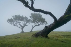Lorbeerbäume im Wald von Fanal auf der Insel Madeira