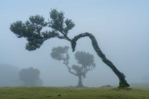 Lorbeerbäume im Wald von Fanal auf der Insel Madeira