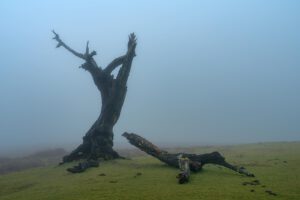 Lorbeerbäume im Wald von Fanal auf der Insel Madeira