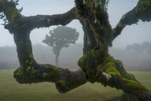 Lorbeerbäume im Wald von Fanal auf der Insel Madeira